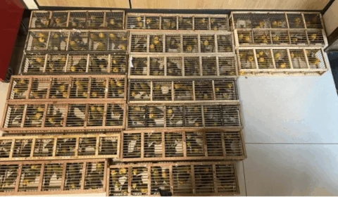 Tráfico de animais: homem é preso com 270 pássaros no aeroporto de Brasília