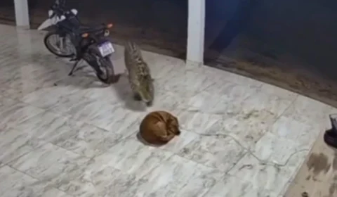 VÍDEO: onça invade casa e mata cachorro enquanto dormia; veja momento