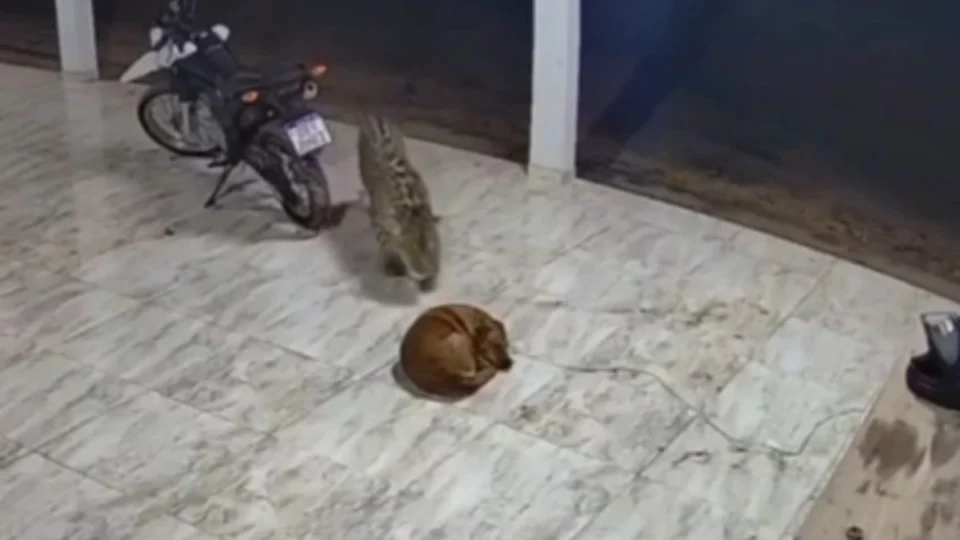 VÍDEO: onça invade casa e mata cachorro enquanto dormia; veja momento