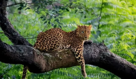 Leopardo com heterocromia é fotografado pela 1ª vez na Índia e fotos viralizam nas redes; veja