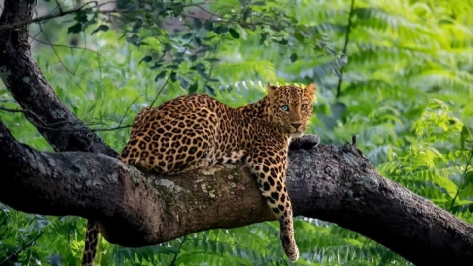 Leopardo com heterocromia é fotografado pela 1ª vez na Índia e fotos viralizam nas redes; veja