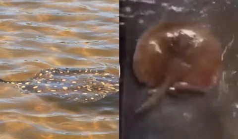 VÍDEO: Arraia surge em posto de gasolina após forte chuva em Boa Vista e viraliza nas redes