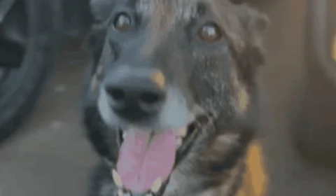 Cão da Polícia Militar encontra drogas avaliadas em R$ 150 mil e homem é preso por tráfico em Brasília