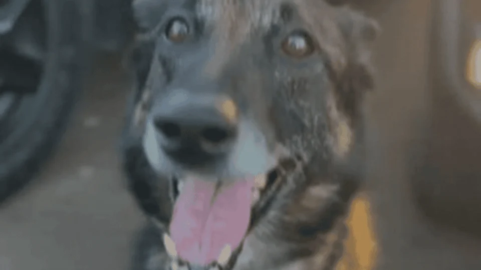 Cão da Polícia Militar encontra drogas avaliadas em R$ 150 mil e homem é preso por tráfico em Brasília