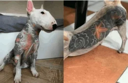 Vale tudo pela estética? Senado criminaliza tatuagens e piercings em animais