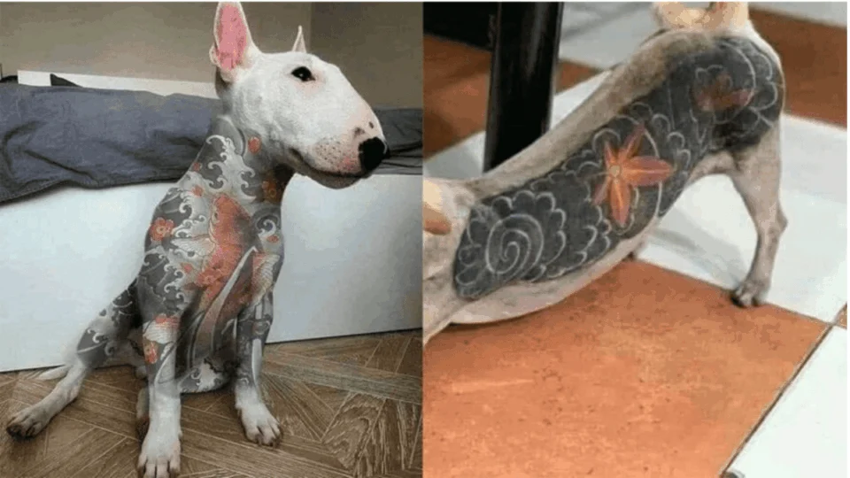 Vale tudo pela estética? Senado criminaliza tatuagens e piercings em animais