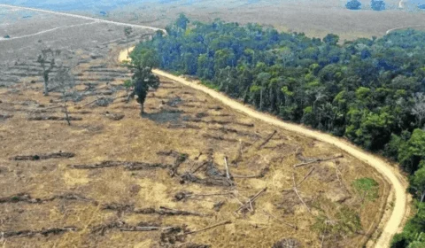 Desmatamento tem recuo histórico no Brasil após seis anos de monitoramento