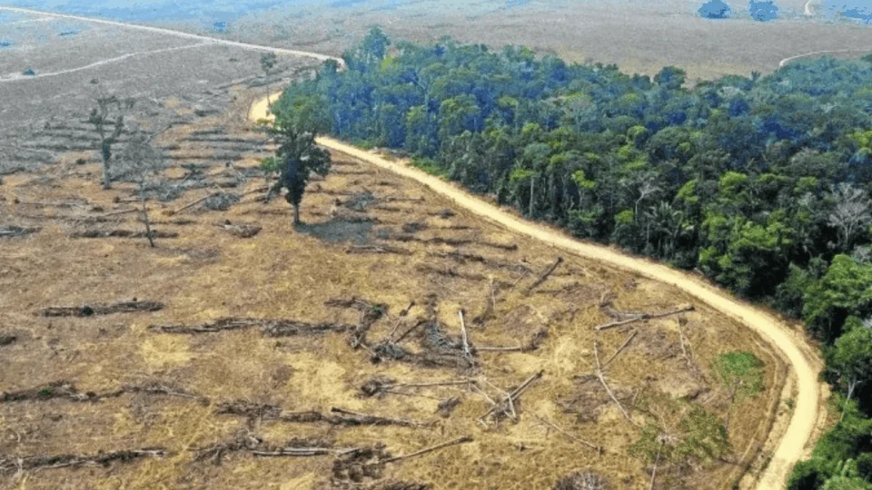Desmatamento tem recuo histórico no Brasil após seis anos de monitoramento