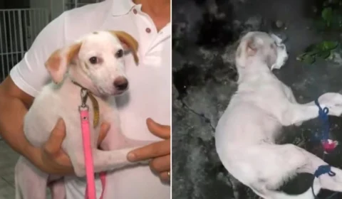 Cadelinha abandonada é resgatada com patas e focinho amarrado em Manaus; veja vídeo