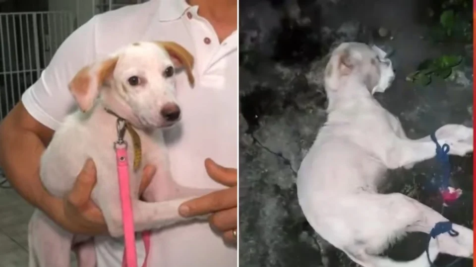 Cadelinha abandonada é resgatada com patas e focinho amarrado em Manaus; veja vídeo