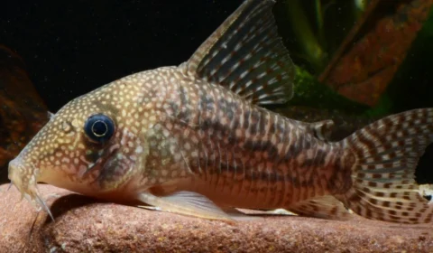 Duas espécies de peixes-cascudos são descobertas na Amazônia; saiba detalhes