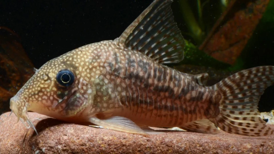 Duas espécies de peixes-cascudos são descobertas na Amazônia; saiba detalhes