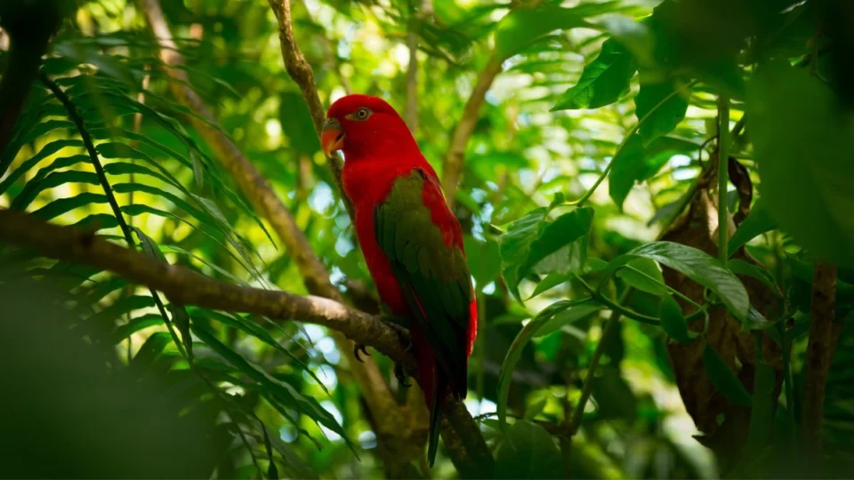 Dia Internacional da Biodiversidade: como ajudar na preservação?