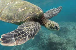 Dia Mundial da Tartaruga: esses animais estão ameaçados de extinção?