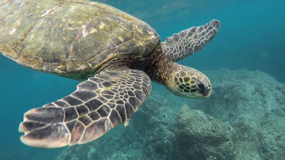 Dia Mundial da Tartaruga: esses animais estão ameaçados de extinção?
