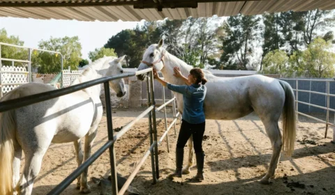Dia do Zootecnista (13/5): veja frases para enviar hoje