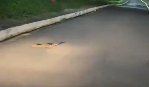 Filhote de jacaré é flagrado atravessando rua no bairro Alvorada em Manaus; veja vídeo