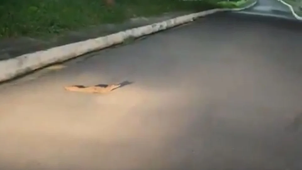 Filhote de jacaré é flagrado atravessando rua no bairro Alvorada em Manaus; veja vídeo