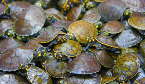 Ipaam aprova venda de tracajás e tartarugas criadas por ribeirinhos no Amazonas