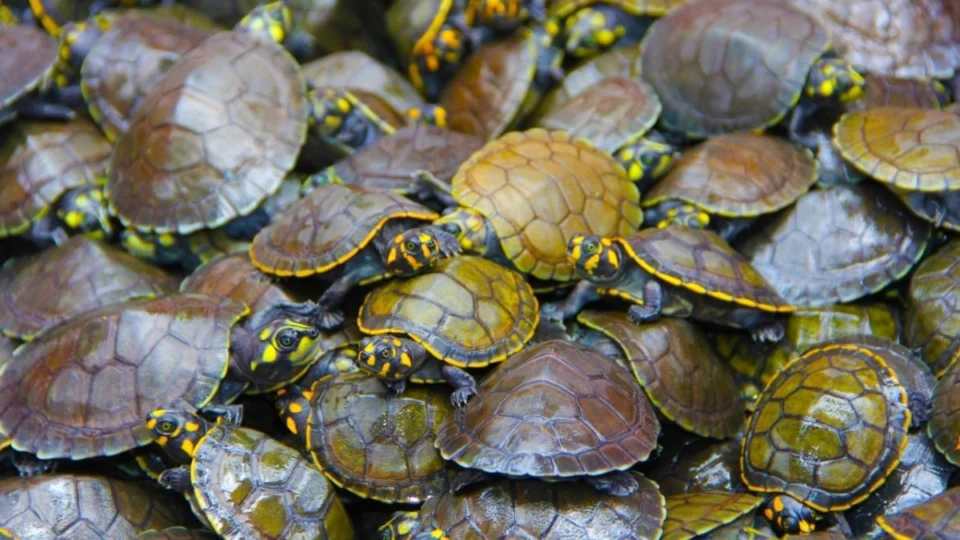 Ipaam aprova venda de tracajás e tartarugas criadas por ribeirinhos no Amazonas