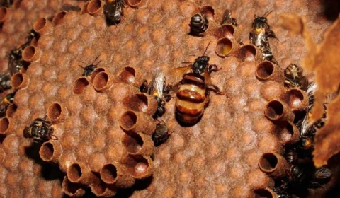 Esta abelha da Amazônia acelera cicatrização, combate inflamações e você não conhece