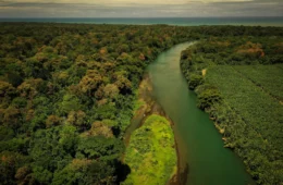 Projeto inédito une grandes empresas para restaurar Amazônia e Mata Atlântica com R$ 80 mi
