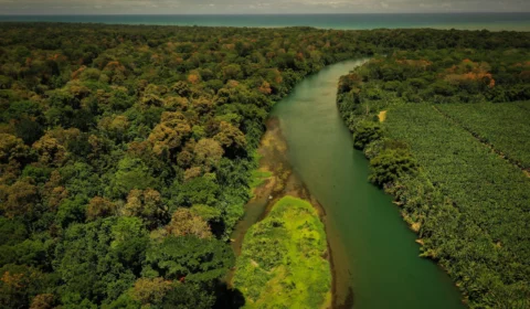 Projeto inédito une grandes empresas para restaurar Amazônia e Mata Atlântica com R$ 80 mi