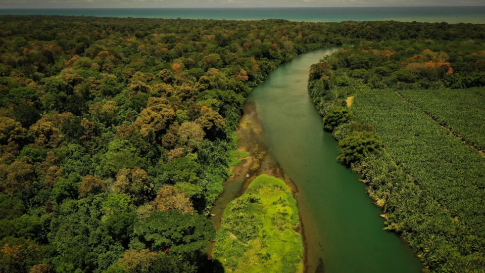 Projeto inédito une grandes empresas para restaurar Amazônia e Mata Atlântica com R$ 80 mi