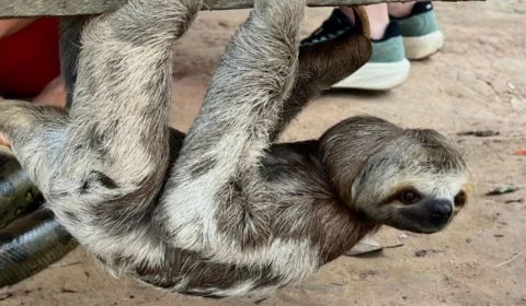 Polícia desarticula grupo que cobrava R$ 20 por fotos com animais silvestres em turismo ilegal no Amazonas