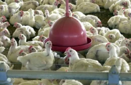 China proíbe importação de carne de frango e derivados do Brasil após surto de gripe aviária