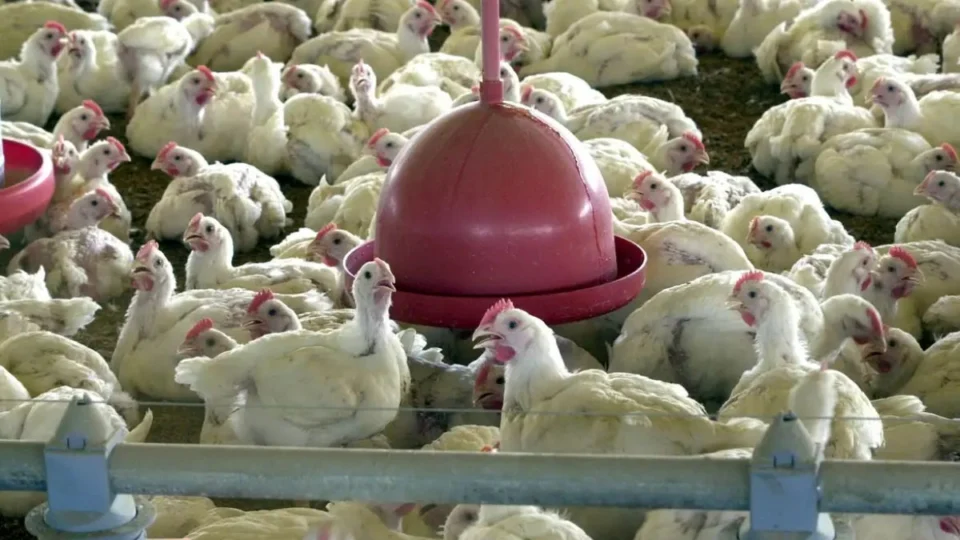 China proíbe importação de carne de frango e derivados do Brasil após surto de gripe aviária