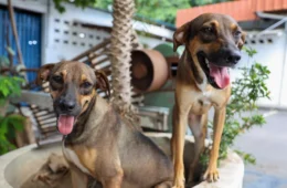 Dia Municipal do Meu Pet: vereador propõe projeto de lei na Câmara Municipal de Manaus