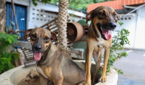 Dia Municipal do Meu Pet: vereador propõe projeto de lei na Câmara Municipal de Manaus