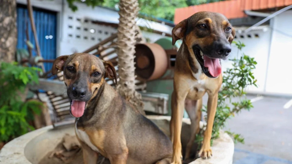 Dia Municipal do Meu Pet: vereador propõe projeto de lei na Câmara Municipal de Manaus