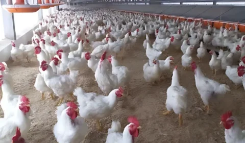 Exportações de frango do Brasil: China, UE e Argentina suspendem compras após gripe aviária; veja o impacto