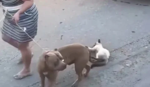 Gato morre após ser atacado por pitbull em Manaus; tutora alega que cão fugiu