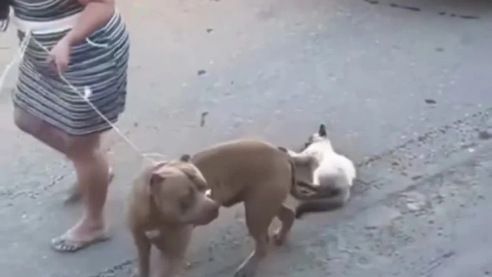 Gato morre após ser atacado por pitbull em Manaus; tutora alega que cão fugiu