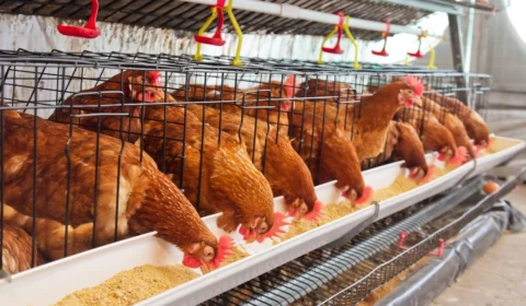 Gripe aviária no Brasil: primeiro foco é detectado em granja comercial