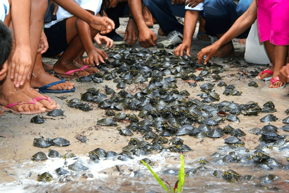 Venda de tracajás e tartarugas criadas por ribeirinhos no Amazonas 