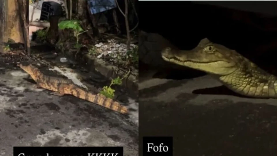 Jovem flagra jacaré em rua de Manaus, aciona bombeiros e resposta diverte internautas: ‘tá usando alguma coisa?’
