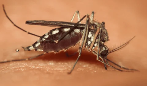 Casos de febre Mayaro disparam 175% no Acre em 2025 e acendem alerta em municípios