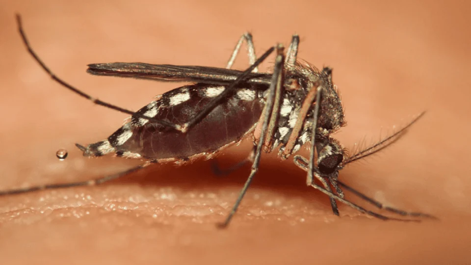 Casos de febre Mayaro disparam 175% no Acre em 2025 e acendem alerta em municípios