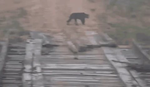 VÍDEO: Onça é vista em escola rural, no Acre; aulas são interrompidas