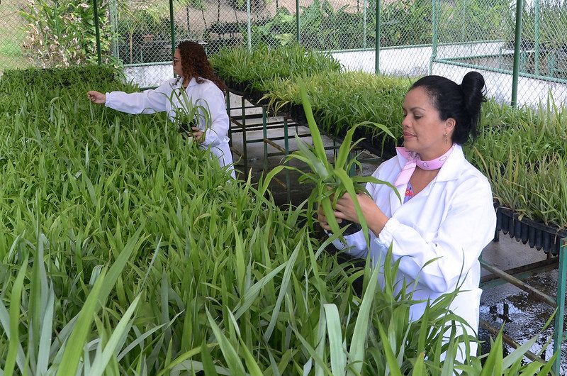 Etapa do cultivo - Foto: Divulgação/CBA