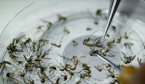 Rondônia confirma primeiras mortes por dengue e chikungunya em 2025