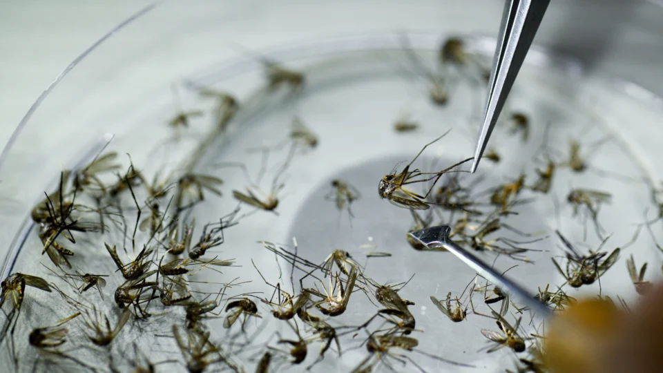 Rondônia confirma primeiras mortes por dengue e chikungunya em 2025