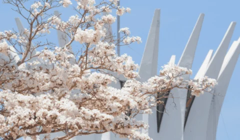 Do roxo ao verde: entenda o ciclo de floração dos ipês que embelezam Brasília