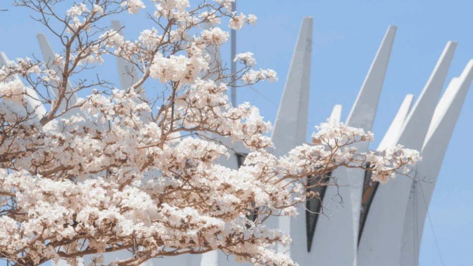 Do roxo ao verde: entenda o ciclo de floração dos ipês que embelezam Brasília