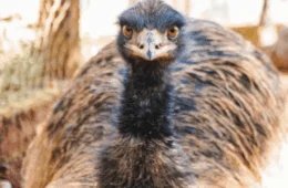 Emu com gripe aviária é eutanasiado no Zoológico de Brasília; DF registra segundo caso