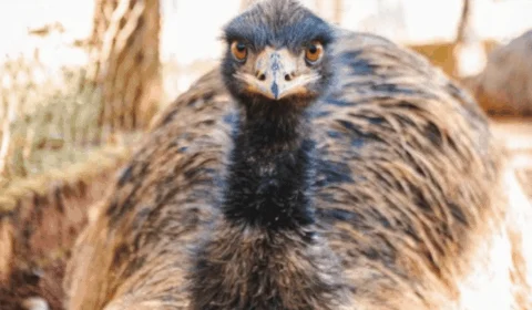 Emu com gripe aviária é eutanasiado no Zoológico de Brasília; DF registra segundo caso